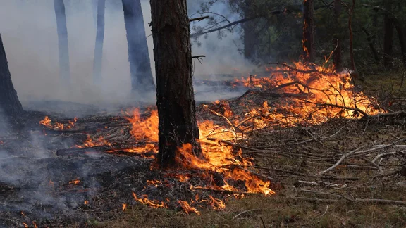 Waldbrand.jpg